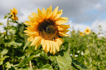 Beautiful bright summery sunflower with yellow petals, brown centre and bee in the middle, set in field of colourful flowers