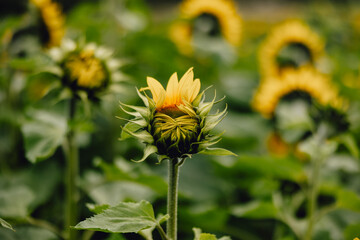 unusual half opened yellow and green sunflower amongst field of bright flowers