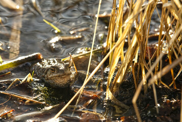 Frog, Żaba © J.S.