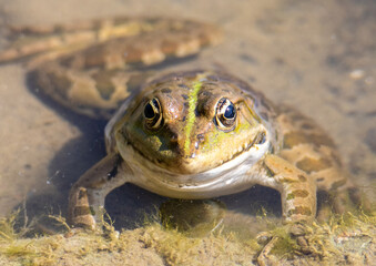 A close-up of a frog in water with its head out