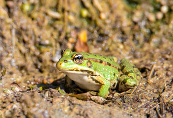 A close-up of a Pelophylax ridibundus frog