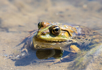 A close-up of a Pelophylax ridibundus frog