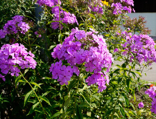 hot pink flowers of phlox paniculata also known as garden phlox on a sunny September day in the Bavarian Alps in Oberjoch, Bad Hindelang