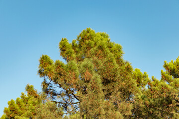 Naklejka premium A detailed green view of the pine tree with a clear sky background.