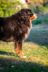 An adult Bernese mountain dog is standing outdoors in the sun in the garden. Swiss Mountain Dog.