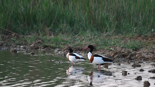 Shelduck tadorna tadorna in the habitat. Birds are standing in the water. Close up.
