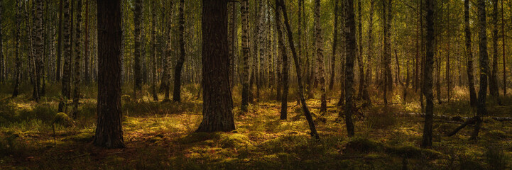 beautiful mossy morning forest with birch grove and back side sunlight.  widescreen panoramic view. format 15:5