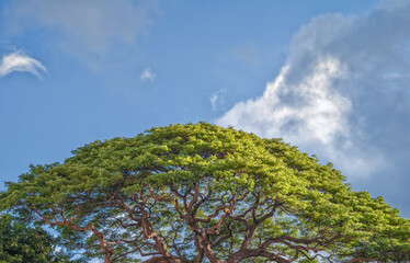 Old Growth Hawaiian Banyan Tree with Fresh Green Leaves in Sunlight.