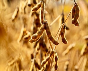 Golden soybeans ready for harvesting