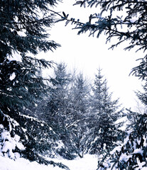 Black and white snowy winter forest trees background