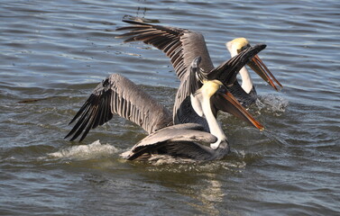 pelicansfeeding