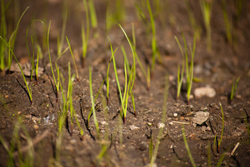 Agricultural field. Young plant of wheat or cereal crop.