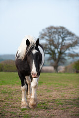 Beautiful black and white shire type horse ambles across field in rural Shropshire, walking towards the camera and looking curiously in that direction.