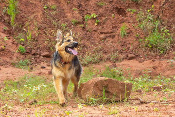 Beautiful large young long haired German Shepherd dog runs free whilst exercising in abandoned sandstone quarry in rural Shropshire on a summers day.