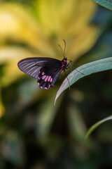 butterfly on flower