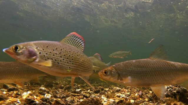 Underwater shot of a large variety of freshwater fish swimming in clear river Avon before a swan swims by and they scatter