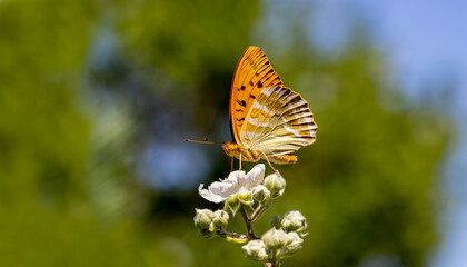 Fighter butterfly (Argynnis paphia) on a blackberry plant
