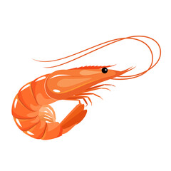 Cartoon shrimp illustration
