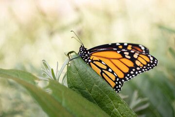 monarch butterfly on green leaf