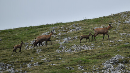 Ein Rudel Gämsen (Rupicapra rupicapra) auf der Reiter Alm