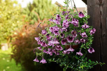 Fototapeta premium petunia in a pot in the garden