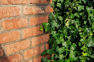 green ivy entwines brick wall background