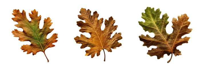 Fototapeta premium Oak Leaf , Isolated On Transparent, PNG