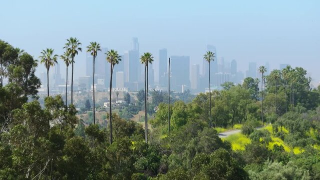 Aerial view for copy background, USA California 4K. Modern city view at golden sunrise. Morning light on high modern skyscraper buildings view. Downtown Los Angeles with green palm tress on foreground