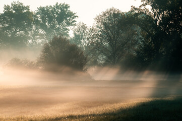 Morgennebel auf Feldern