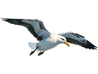 Albatross's Ocean Glide, Transparent