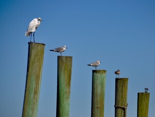 seabirds on dock