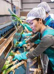 Focused experienced asian workwoman working on vegetables grading line in sorting factory, peeling green onions running on conveyor belt ..