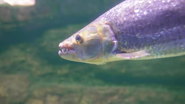 Common tiger fish in the aquarium.