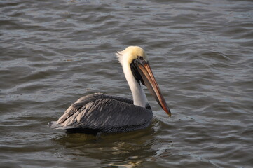 pelican on water