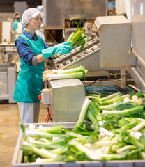 Woman in uniform sorts and washes leeks at a vegetable processing factory
