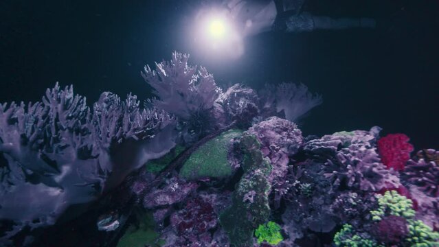 Night freediving and UV light corals shining. Man freediver swims underwater with torch and watches coral reef glows under ultraviolet light
