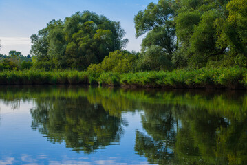 Fototapeta premium Green forest reflected in the pond.