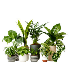 Obraz premium Decorative house plants in pots, no background