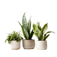 Decorative house plants in pots, no background