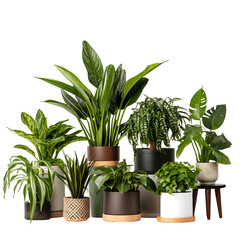 Decorative house plants in pots, no background