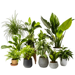 Decorative house plants in pots, no background