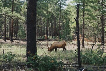 Elk / Deer Grazing in a Forested Area, Surrounded by Trees