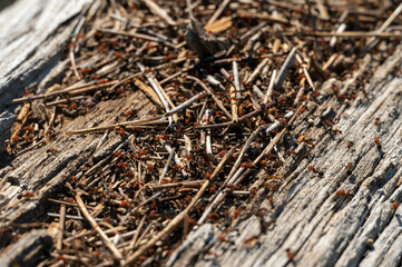 Ants Cover Fallen Log at the Intersection of Mount Holmes and Grizzy Lake Trails