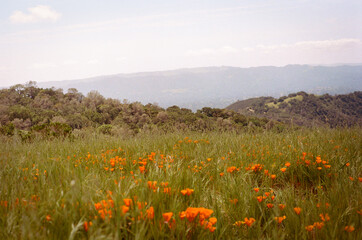 California Poppy Field