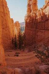 Towering Hoodoos and Pine Trees in Bryce Canyon National Park, Navajo Loop Trail