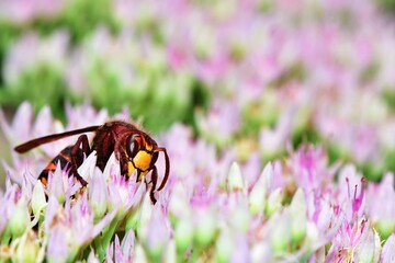 Szerszeń europejski (Vespa crabro) pośród baldachowatych kwiatów rozchodnika okazałego (Sedum spectabile 'Brillant') - obrazy, fototapety, plakaty