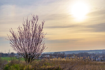 Blooming fruit tree in a field in spring with selective focus. Spring background with copy space