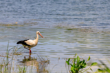 The stork hunts or fishes on the river. Background with selective focus
