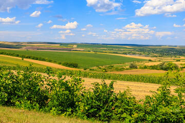 Fototapeta premium Fertile fields of Europe. Background with selective focus