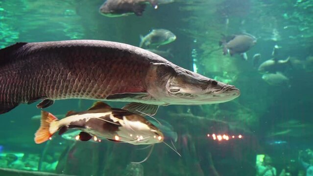 Tropical freshwater ray-finned fish. it is considered a living fossil.